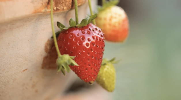 Close up of Strawberries growing in a strawberry pot