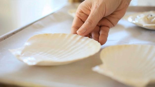 shells used for serving Coquilles St Jacques Scallop Gratin