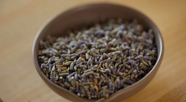 Culinary Lavender in a pinch pot