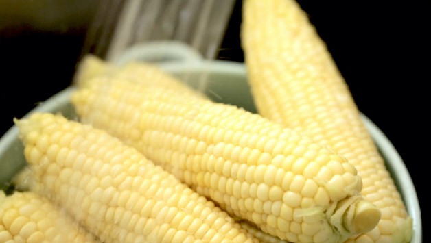 rinising cooked corn ears in a colander