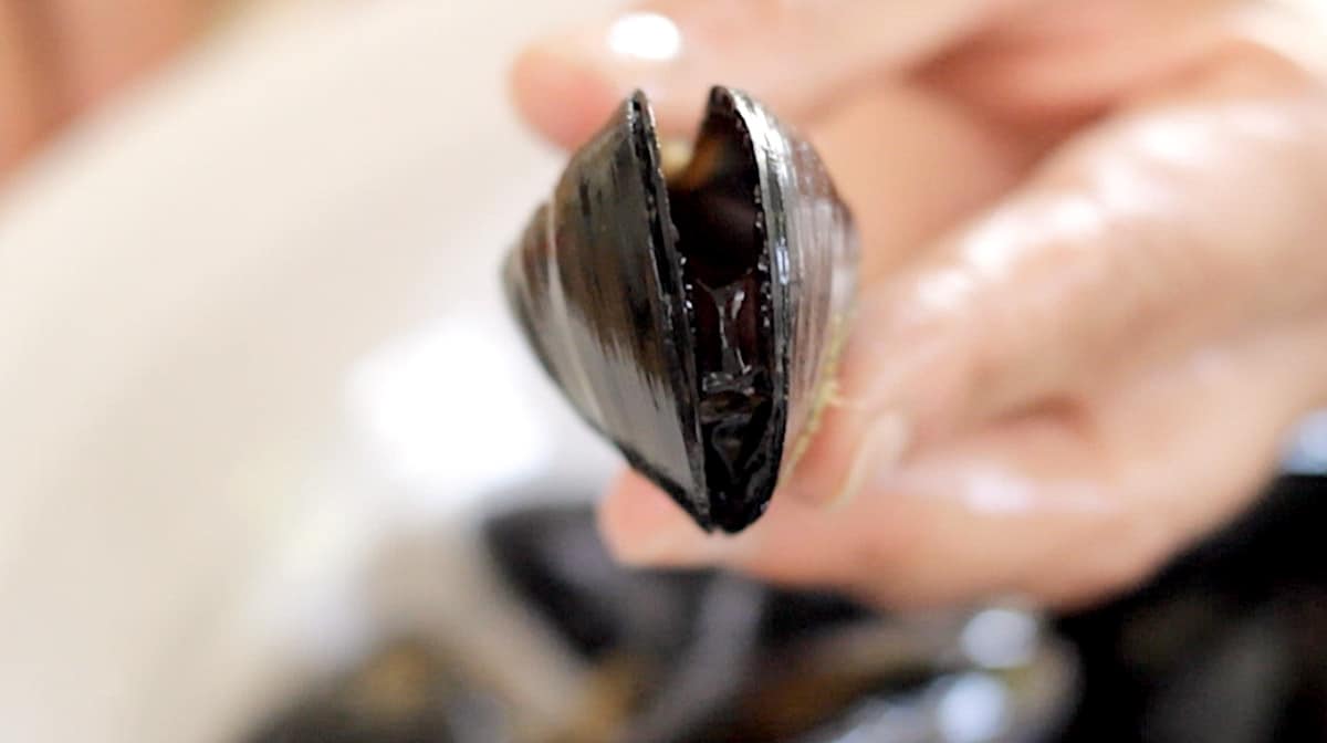 a close up of a mussel that has already opened and should not be eaten