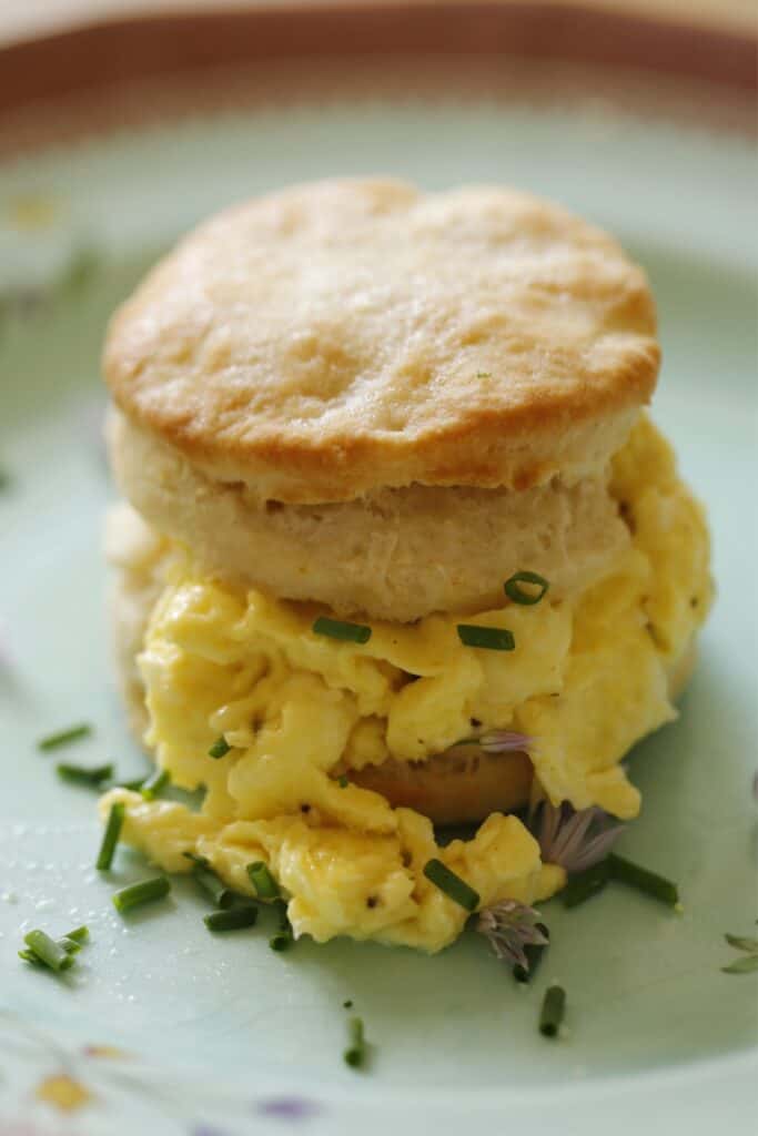 Buttermilk Biscuit and Scrambled Egg Sandwich on Blue Plate