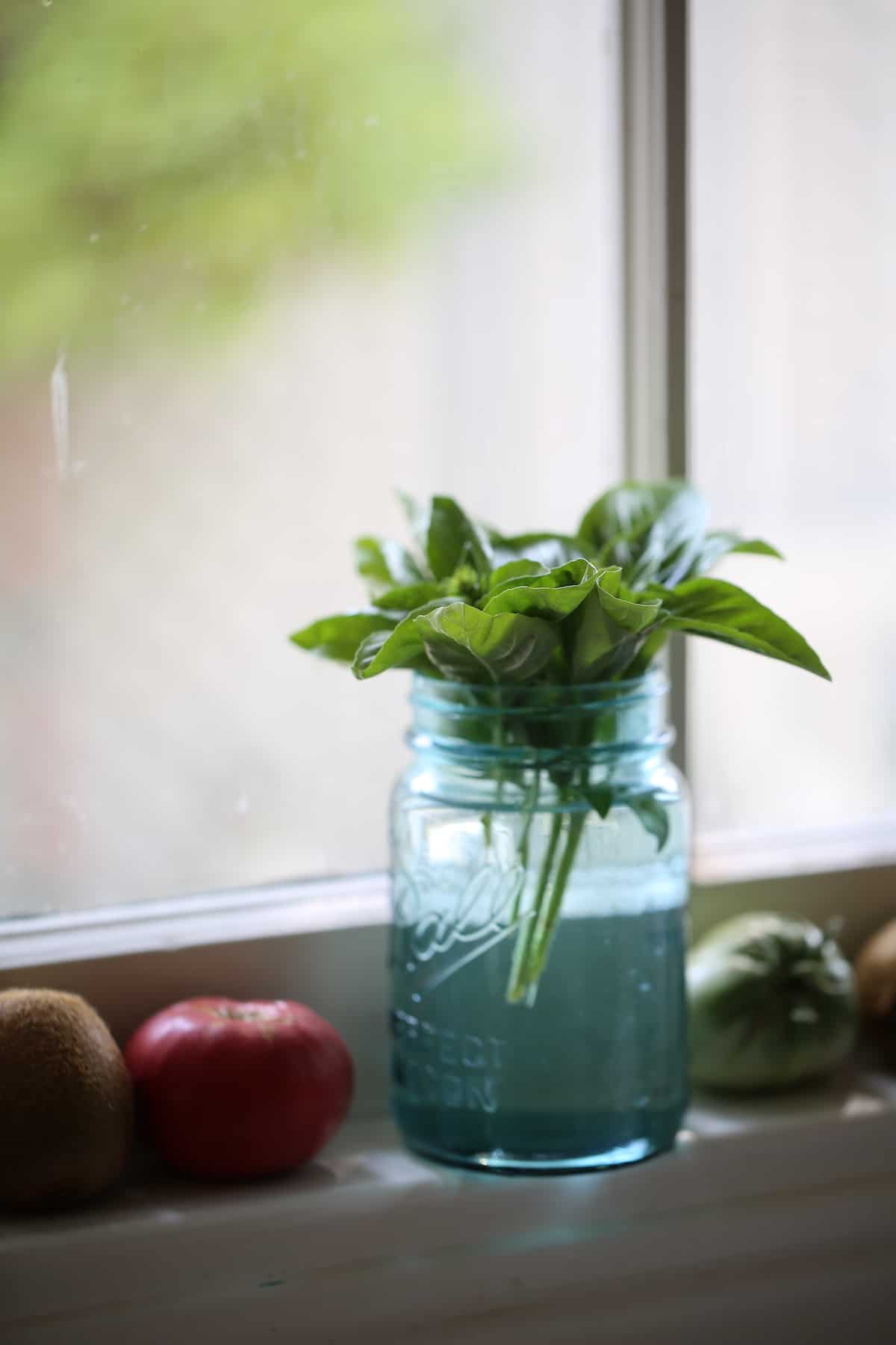 Fresh Basil in a mason jar