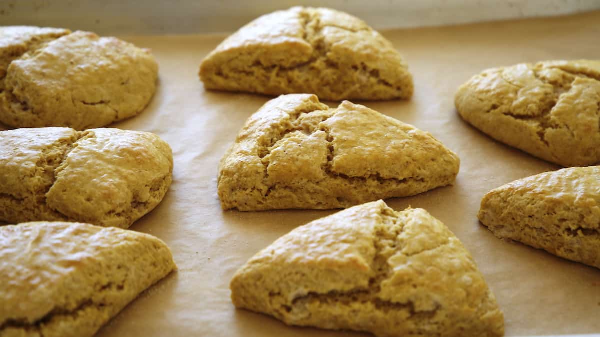 Scones freshly baked on a baking sheet without glaze